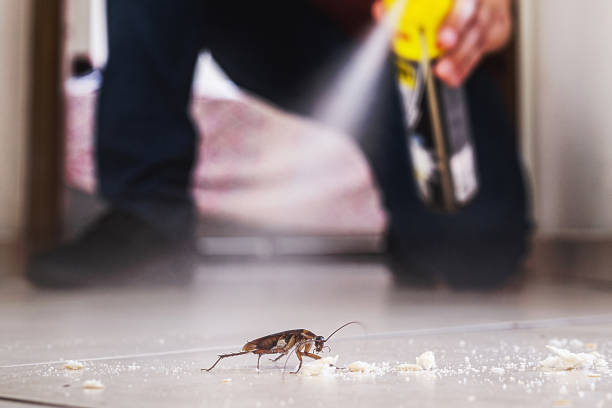 Best Flea Control Services  in El Lago, TX